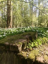 Ein Wald im Frühjahr mit Anemonen. Foto: Stadt Oldenburg