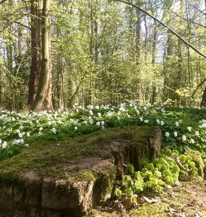 Annemonen im Eversten Holz. Foto: Stadt Oldenburg Annemonen im Eversten Holz. Foto: Stadt Oldenburg