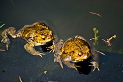 Zwei Kröten im Wasser. Foto: Klaus Brüheim/Pixelio.de Zwei Kröten im Wasser. Foto: Klaus Brüheim/Pixelio.de