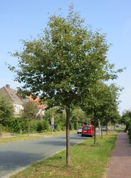 Mehlbeere als Straßenbaum. Foto: Stadt Oldenburg