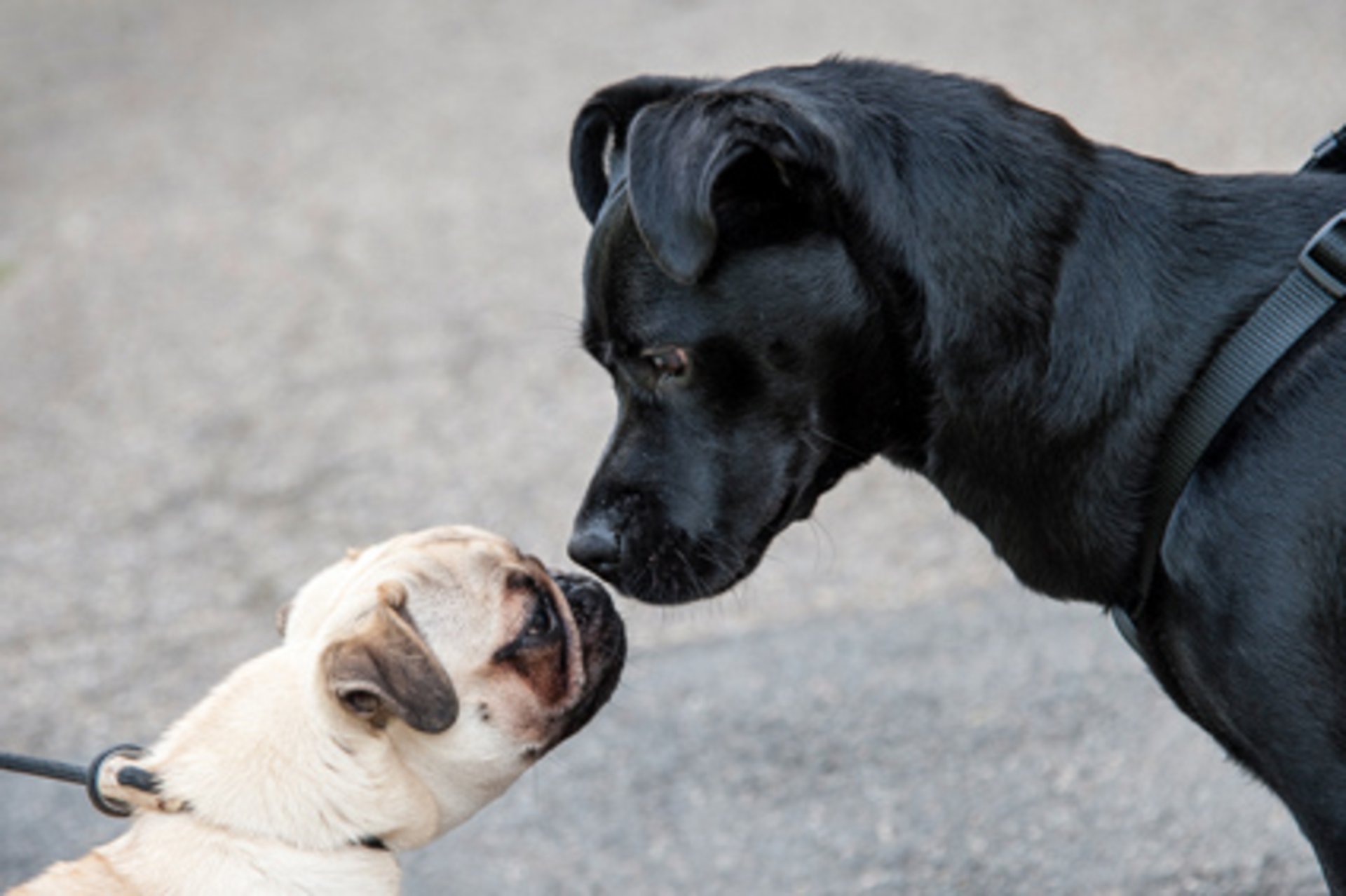 Zwei Hunde beschnuppern sich. Foto: Rudis Fotoseite/Pixelio.de
