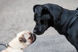 Zwei Hunde beschnuppern sich. Foto: Rudis Fotoseite/Pixelio.de