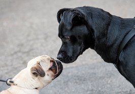 Zwei Hunde beschnuppern sich. Foto: Rudis Fotoseite/Pixelio.de