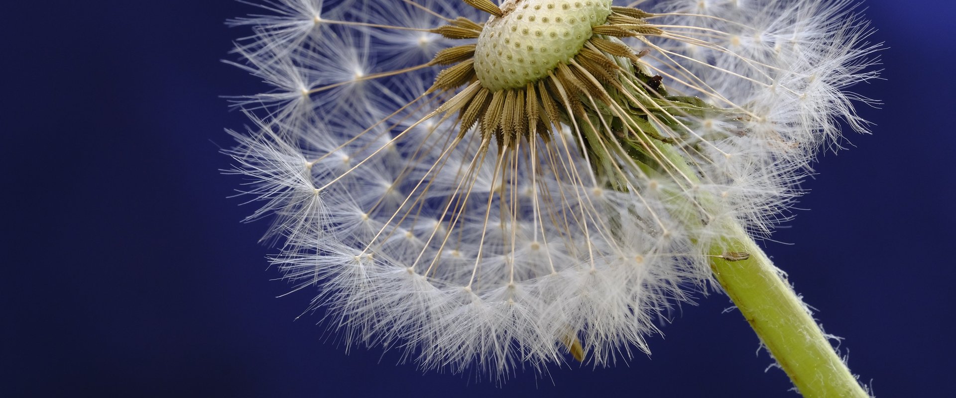 Pusteblume/Löwenzahn. Foto: Bru-nO/Pixabay