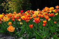 Blühende Tulpen im Schlossgarten. Foto: Hans-Jürgen Zietz