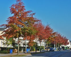 Sumpf-Eiche mit Herbstblättern. Foto: Stadt Oldenburg