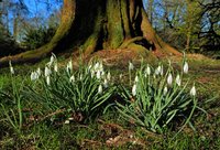 Schneeglöckchen im Schlossgarten. Foto: Hans-Jürgen Zietz