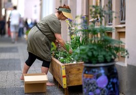 Eine Mitarbeiterin des Färbergärten-Netzwerks bei der Pflege des Stadt-Färbergartens „Colour in the City“. Foto: Oldenburger Kunstschule/Izabela Mittwollen
