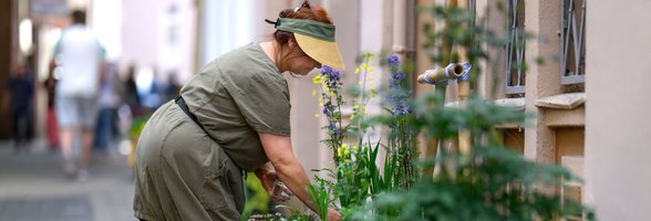 Eine Mitarbeiterin des Färbergärten-Netzwerks bei der Pflege des Stadt-Färbergartens „Colour in the City“. Foto: Oldenburger Kunstschule/Izabela Mittwollen