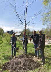 Oberbürgermeister Jürgen Krogmann, Ulf Prange, Thorsten Logemann und Wolfgang Huesmann pflanzen den ersten Baum. Foto: Stadt Oldenburg