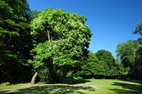 Trompetenbaum (Catalpa). Foto: Hans-Jürgen Zietz