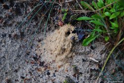 Brutzelle Wildbiene im Sandboden. Foto: Louisa Bohr