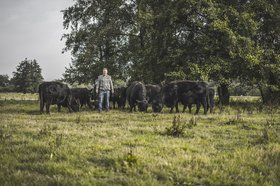 Foto von Johannes-Hugo Westendorf mit einer Herde schwarzer Galloway-Rinder auf einer Weide. Foto Johannes-Hugo Westendorf