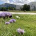 Vorschau: Auf die ersten Blüten fliegen bereits Hummeln und Schmetterlinge. Foto: Stadt Oldenburg