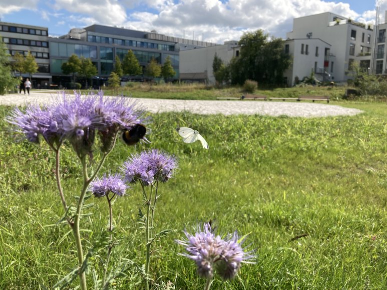 Auf die ersten Blüten fliegen bereits Hummeln und Schmetterlinge. Foto: Stadt Oldenburg