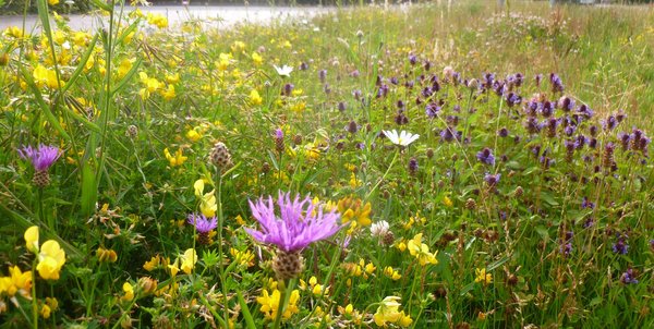 Bunte Blüten auf einer Wildblumenwiese. Foto: Stadt Oldenburg Bunte Blüten auf einer Wildblumenwiese. Foto: Stadt Oldenburg