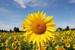 Sonneblume. Foto: Lutz Stallknecht/Pixelio