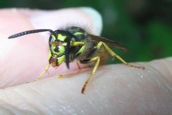 Wespe sitzt auf Finger. Foto: Stadt Oldenburg