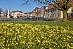 Blühende Narzissen in der Oldenburger Innenstadt. Foto: Hans-Jürgen Zietz 