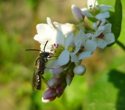 Wildbiene an einer Buchweizenblüte. Foto: Stadt Oldenburg Wildbiene an einer Buchweizenblüte. Foto: Stadt Oldenburg