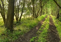 Der Naturschutzgebiet „Everstenmoor“ in Oldenburg. Foto: Hans-Jürgen Zietz