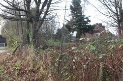 Bewachsener Bahndamm. Foto: Stadt Oldenburg