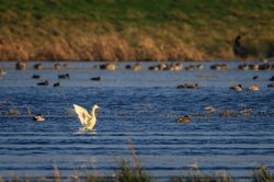 Bornhorster Huntewiesen/Moorhauser Polder. Foto: Roland Nappe