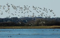 Pfeifenenten über dem Moorhauser Polder