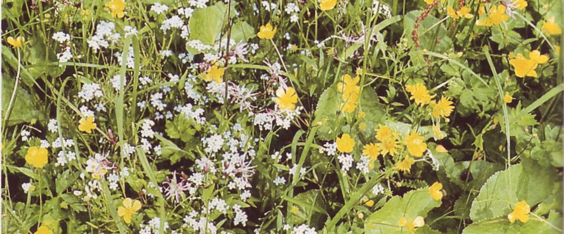 Bunte Wiesenblumen. Foto: Stadt Oldenburg