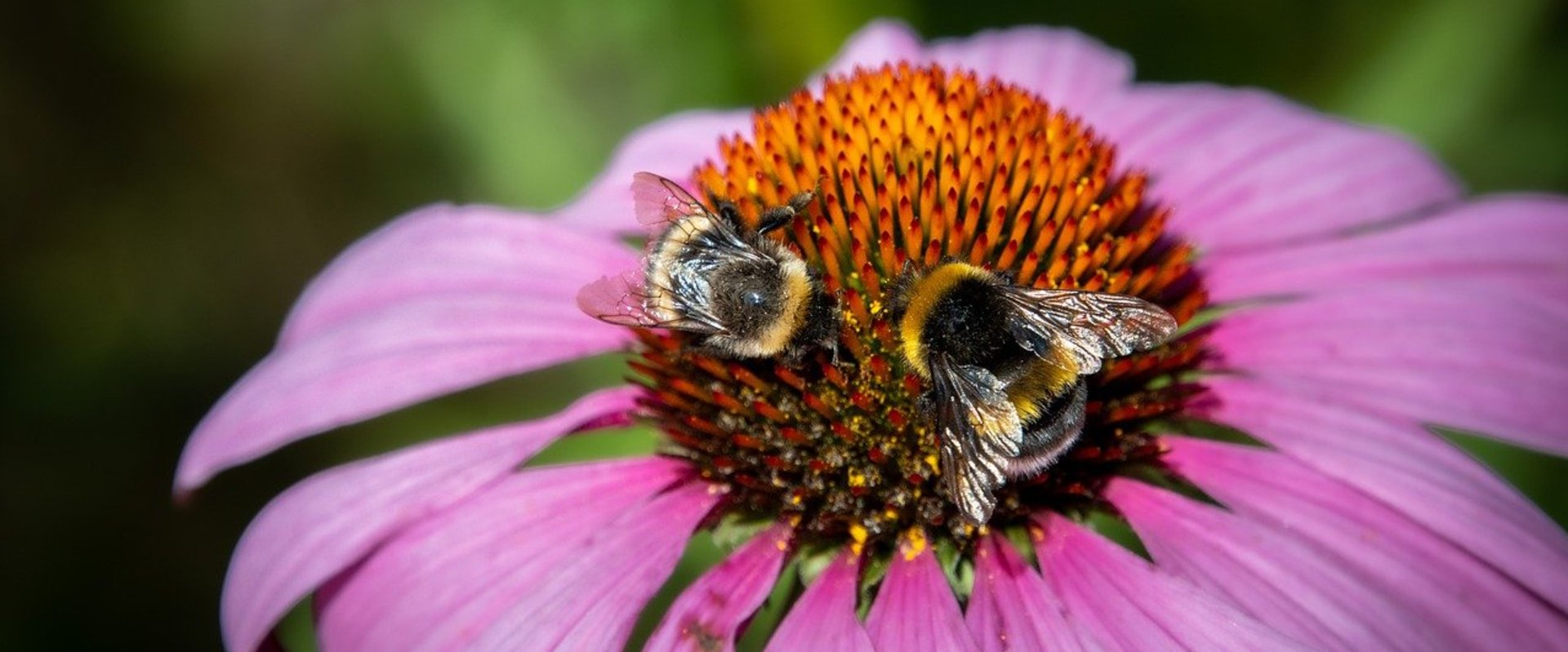 Zwei Hummeln auf einer Blume. Foto: Freddy/Pixabay