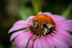 Zwei Hummeln auf einer Blume. Foto: Freddy/Pixabay