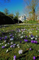 Krokusse im Schlossgarten. Foto: Hans-Jürgen Zietz