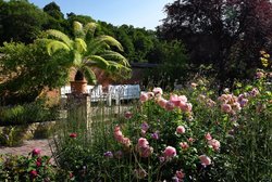 Sommerblüten im Oldenburger Schlossgarten. Fotro: Hans-Jürgen Zietz