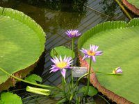Tropical water lily growing at the botanical garden. Picture: City of Oldenburg