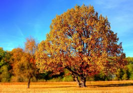 Baum mit Laub. Foto:giani/Pixabay