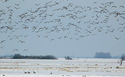 Blässgänse über den winterlichen Bornhorster Huntewiesen. Foto: Hans-Jürgen Zietz