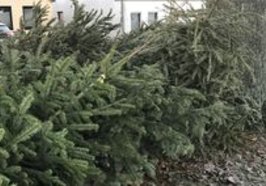 Ein Haufen abgegebener Weihnachtsbäume. Foto: Stadt Oldenburg
