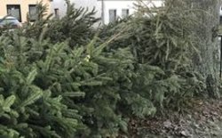 Ein Haufen abgegebener Weihnachtsbäume. Foto: Stadt Oldenburg