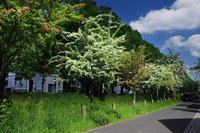Frühsommer an der Haaren. Foto: Hans-Jürgen Zietz