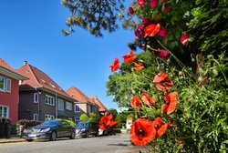 Blühender Klatschmohn in der Straße Am Schlossgarten. Foto: Hans-Jürgen Zietz
