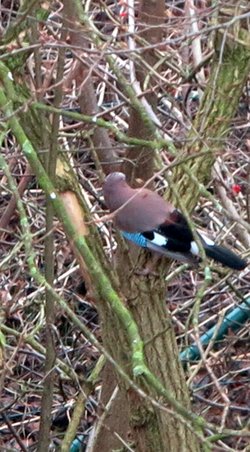 Unsere gefiederten Freunde. Foto: Werner Fuhlrott
