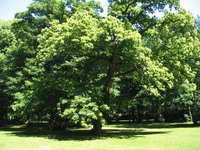 Alter Baum im Wunderburgpark. Foto: Stadt Oldenburg