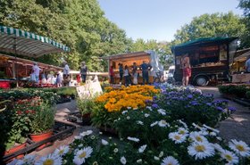 Marktplatz Bloherfelde, Blumen, Nahaufnahme, Käse- und Honigstand im Hintergrund. Foto: Peter Duddek