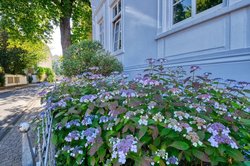 Prächtige Hortensienblüte in der Katharinenstraße. Foto: Hans-Jürgen Zietz