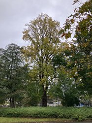 Die hochgewachsene Pappel an der Schleusenstraße. Foto: Stadt Oldenburg