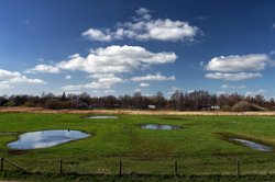 Vorfrühling im Landschaftsschutzgebiet Buschhagenniederung. Foto: Hans-Jürgen Zietz