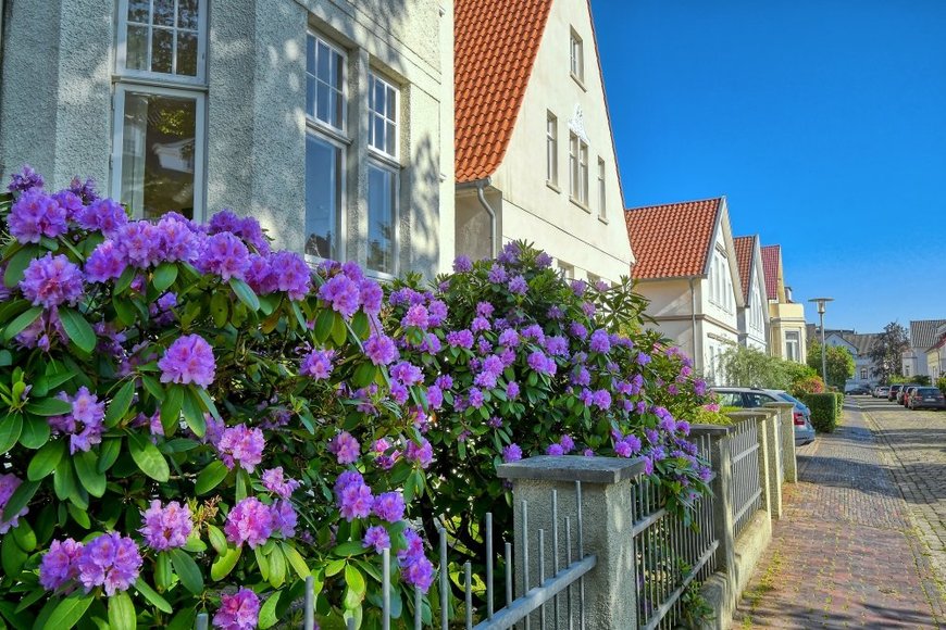 Alpenrose in Vollblüte. Foto: Hans-Jürgen Zietz
