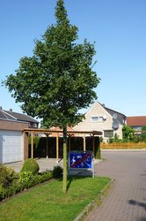 Feldahorn im Krokusweg. Foto: Stadt Oldenburg Feldahorn im Krokusweg. Foto: Stadt Oldenburg