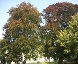 Schlossplatz: 2 Rotbuchen (Naturdenkmal). Foto: Stadt Oldenburg