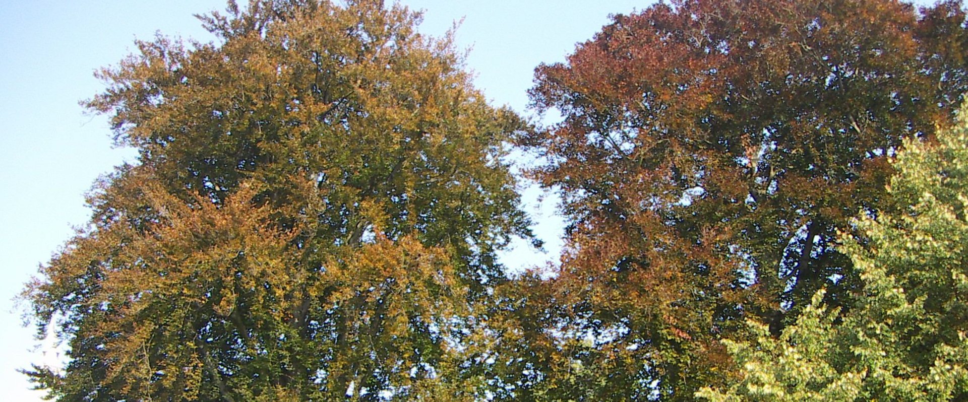 Schlossplatz: 2 Rotbuchen (Naturdenkmal). Foto: Stadt Oldenburg